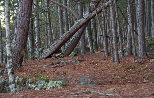 Red Pine and Upper Hell's Gate Trail | Banning State Park