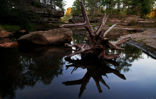 Waterlogged tree in a pool west of Big Spring Falls