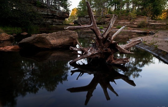 "Washed Up By the Floodwaters" Waterlogged tree in a pool west of Big Spring Falls