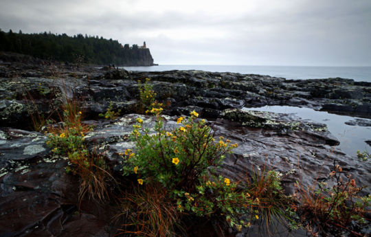 Widlflowers growing between rocks on the shore of Lake Superior with Split Rock Lighthouse in the distance | Split Rock Lighthouse State Park