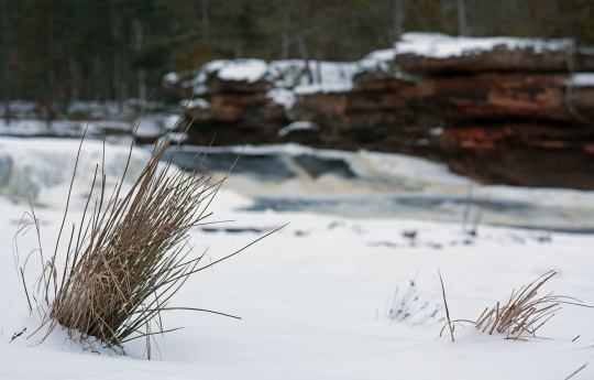 "Wild Grass in Winter" Snow and dry wild grass in winter at Big Spring Falls | Big Spring Falls Banning State Park