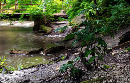 "Young Acorn Tree Along Minneopa Creek" Acorn tree growing along the trail to Minneopa Falls | Minneopa State Park