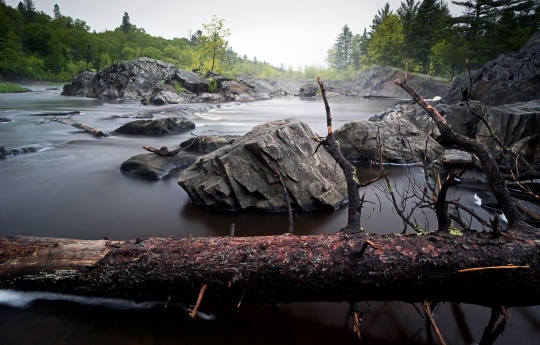 "Fallen Pine in the Saint Louis River" Pine tree left on the banks of the Saint Louis River by spring floods at Jay Cooke State Park