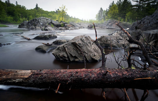 Pine tree left on the banks of the Saint Louis River by spring floods at Jay Cooke State Park