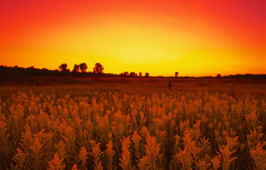 Prairie at sunset prior to reintroduction of bison