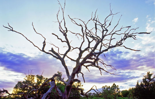 Dead tree on prairie at Minneopa State Park