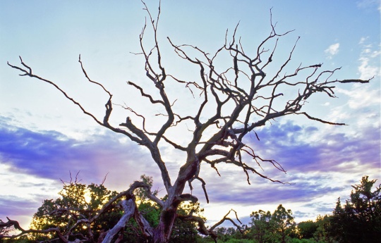 "Minneopa Tree" Dead tree on prairie at Minneopa State Park