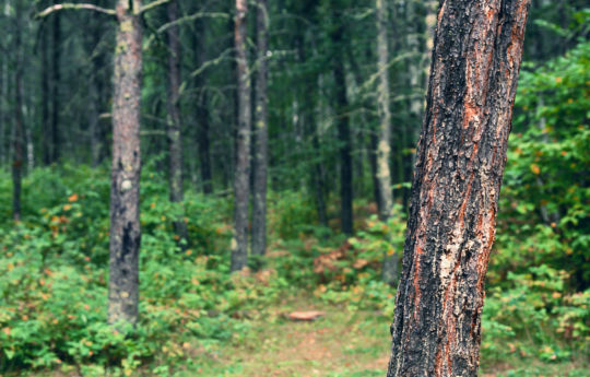 Pine trees in the Ridge Campground at Zippel Bay State Park