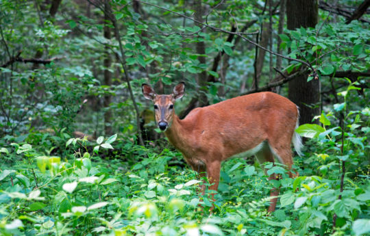 Deer on the forest along trail to the Arcola Soo Line Bridge