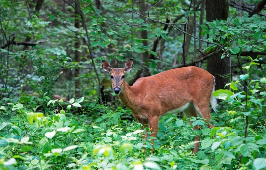Deer on the forest along trail to the Arcola Soo Line Bridge