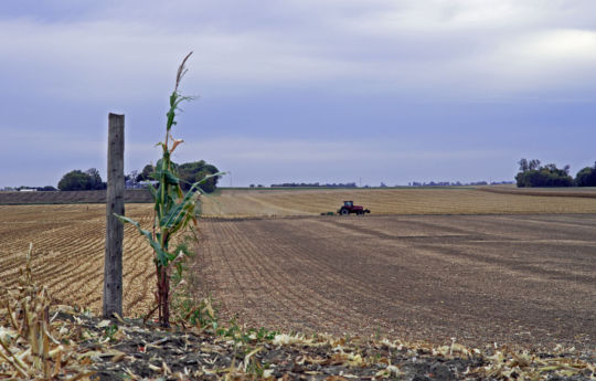 Clearing fields south of Olivia, MN after the harvest | Renville County MN