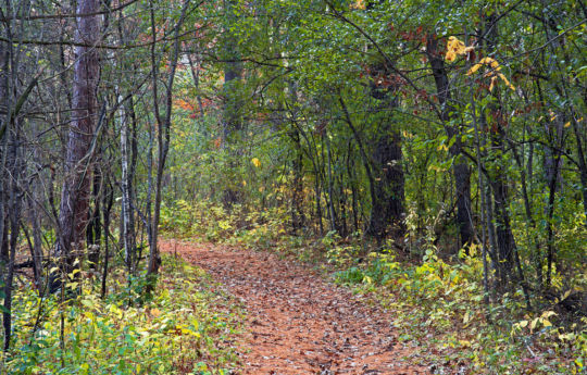 Trail to the Arcola Soo Line Bridge in October