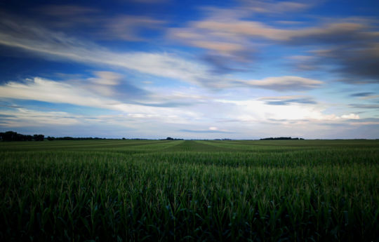 Corn field west of Henderson, MN off Highway 19 | Sibley County Minnesota