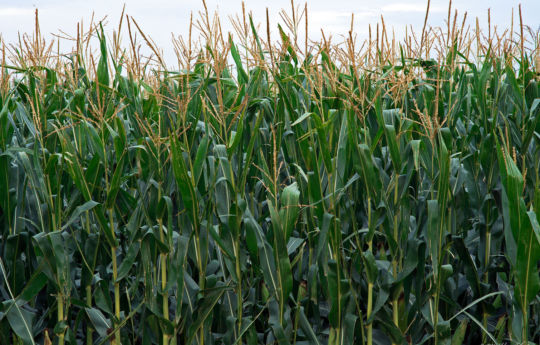 Corn Field south of Bird Island, MN | Renville County MN