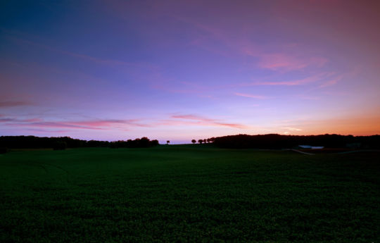 Alfalfa field southeast of Waconia, MN | Carver County Minnesota