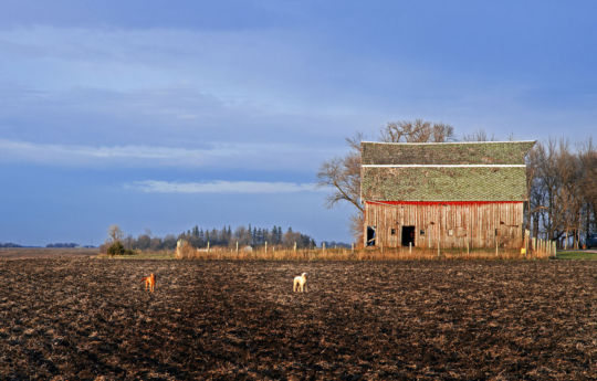 2 barking dogs in a field southwest of Winthrop, MN | Sibley County MN