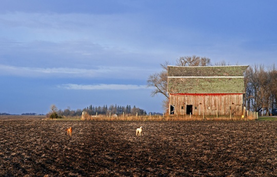 "Barking Dogs in a Field" Winthrop, MN 2 barking dogs in a field southwest of Winthrop, MN | Sibley County MN