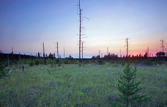 Clearing at Palsburg Rd and Black Forest Road - Beltrami Island State Forest