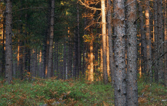 Forest north of Winner, MN - Beltrami Island State Forest