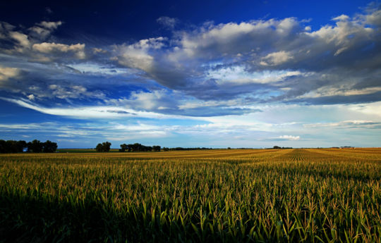 Corn field west of Henderson, MN off Highway 19 | Sibley County Minnesota