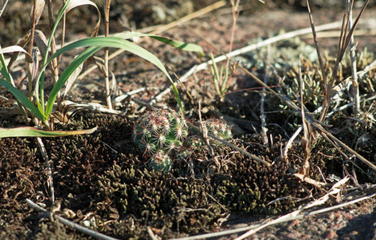 Minnesota Ball Cactus - Big Stone National Wildlife Refuge