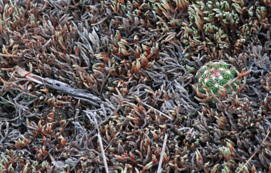 Minnesota Ball Cactus - Big Stone National Wildlife Refuge
