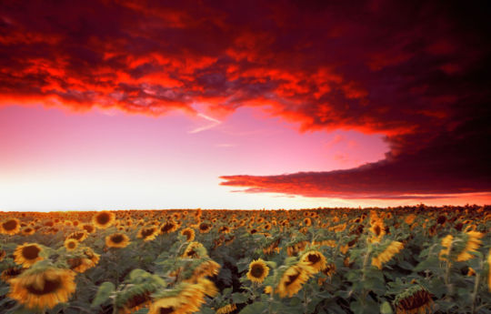 Sunflower field as a cold front rolls in at sunset southeast of Roseau, MN | Roseau County
