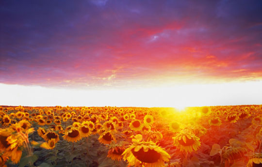 Sunflower field as a cold front rolls in at sunset southeast of Roseau, MN | Roseau County MN