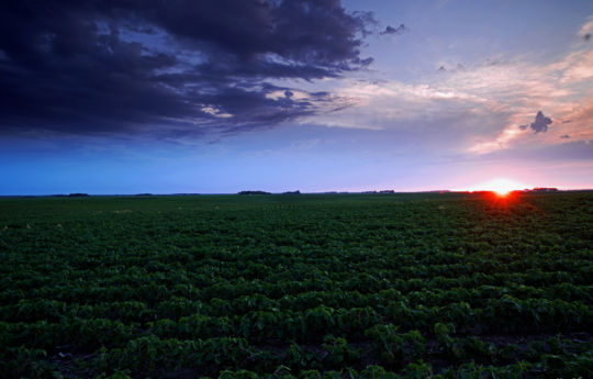 Spinach field at sunset northwest of Fairfax, MN | Renville County Minnesota