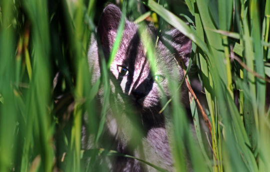 Kitten hiding in the grass along County Road 15 | Renville County MN