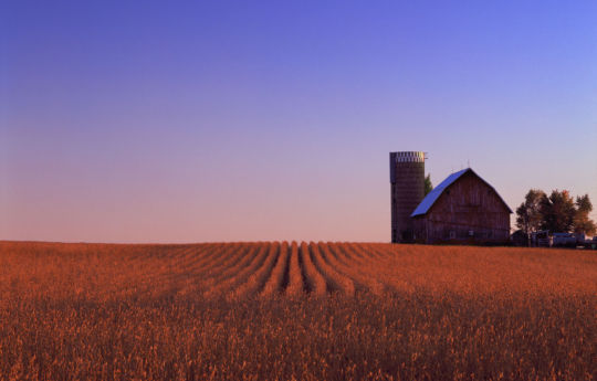 Soybean field, weathered barn and silo south of Arlington, MN | Sibley County Minnesota