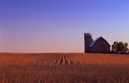 "Farm Scene 2011" Arlington, MN Soybean field, weathered barn and silo south of Arlington, MN | Sibley County Minnesota