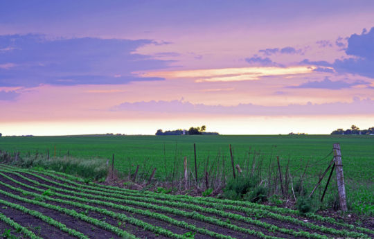 Young crops at sunset south of Arlington, MN | Sibley County MN