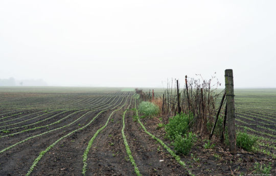 Young crops in the rain south of Arlington, MN | Sibley County MN