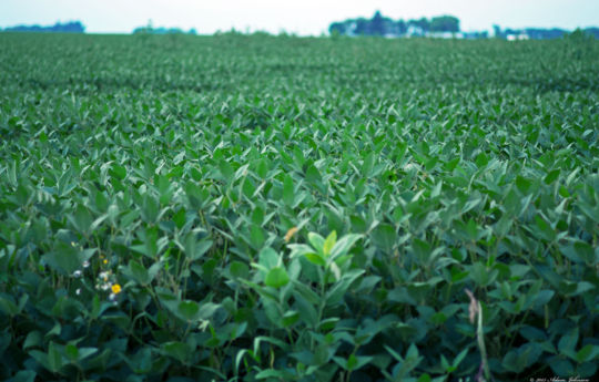 Bean field northwest of Gibbon, MN | Sibley County MN