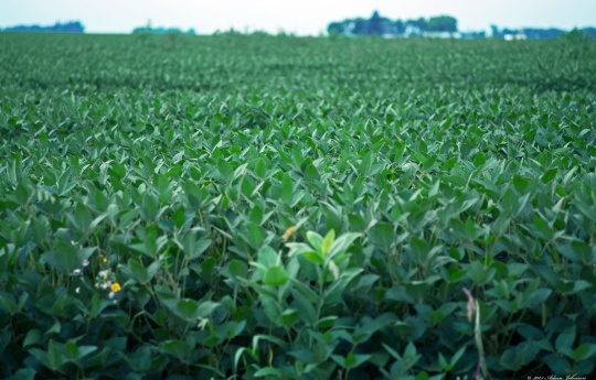 Bean field northwest of Gibbon, MN | Sibley County MN