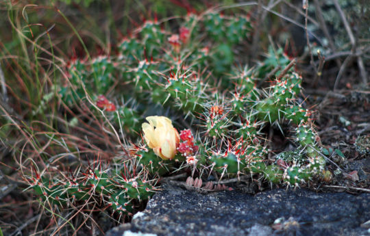 Flowing Prickly Pear Cactus - Gneiss Outcrops SNA