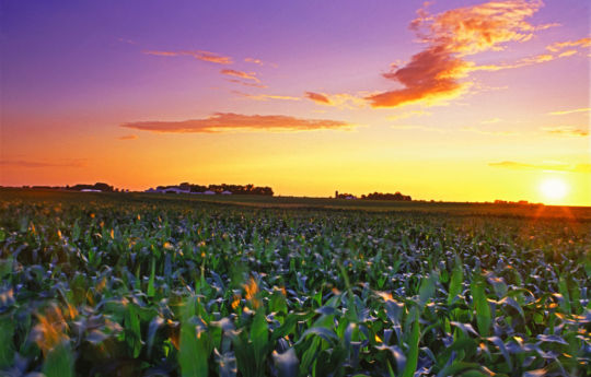 Corn filed at sunset south of Hamburg, MN | Sibley County MN