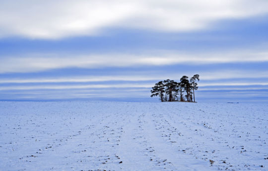 Island of Trees in Winter Arlington, MN | Sibley County MN