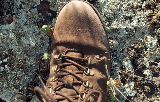 Cactus stuck on boots - Gneiss Outcrops SNA