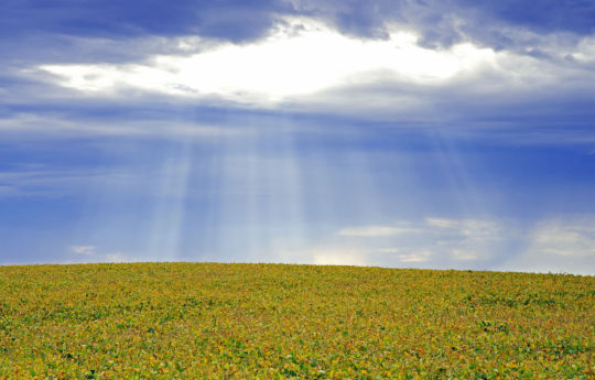 Soybean field southwest of Bird Island, MN | Renville County MN