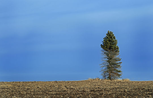 Single fir tree in a filed south of Gaylord, MN | Sibley County MN