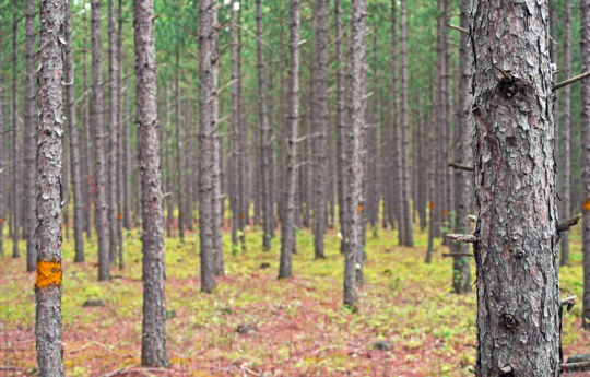 Forest north of Winner, MN | Beltrami Island State Forest