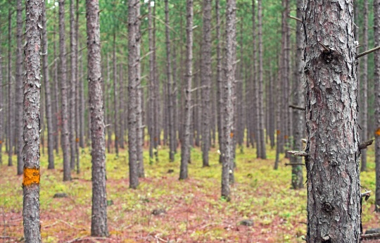Forest north of Winner, MN | Beltrami Island State Forest
