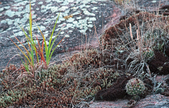 Minnesota Ball Cactus - Big Stone National Wildlife Refuge