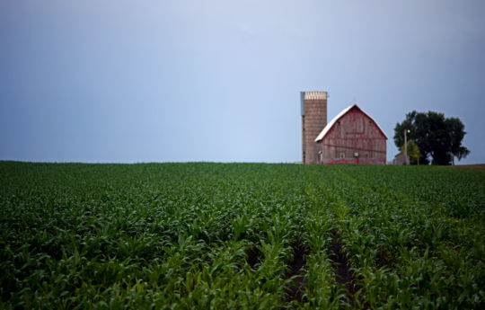 Corn field, weathered barn and silo south of Arlington, MN | Sibley County MN