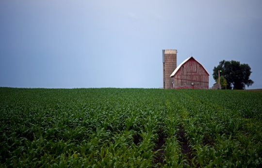 "Minnesota Corn" Arlington, MN Corn field, weathered barn and silo south of Arlington, MN | Sibley County MN