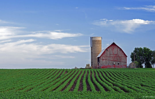 Soybean field, weathered barn and silo south of Arlington, MN | Sibley County MN