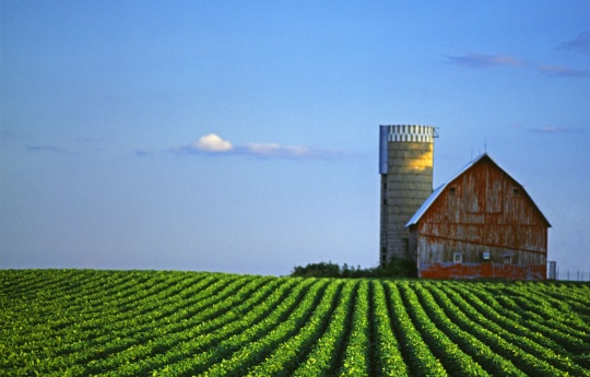 Soybean field, blue sky and weathered barn and silo south of Arlington, MN - Sibley County Minnesota