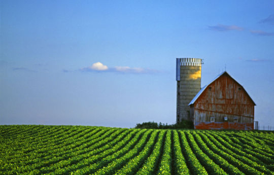 Soybean field, blue sky and weathered barn and silo south of Arlington, MN - Sibley County Minnesota